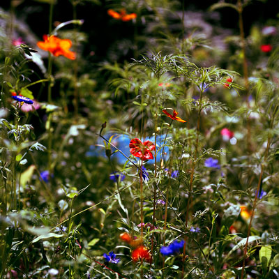 Dubious Appeal Jacquie Maria Wessels