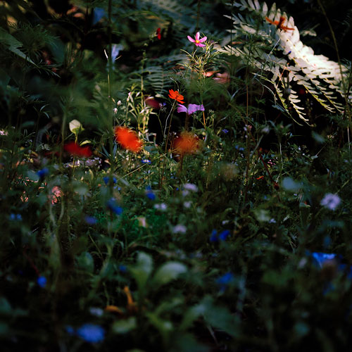 Dubious Appeal Jacquie Maria Wessels