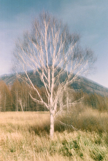 Memory Master Tree Japan 2018 Jacquie Maria Wessels