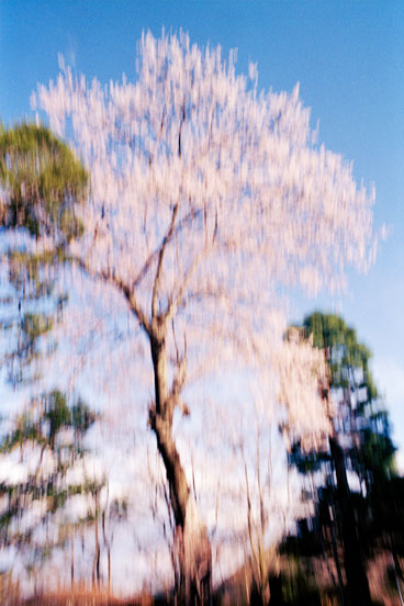 Memory Master Tree Nikko Japan 2018 Jacquie Maria Wessels