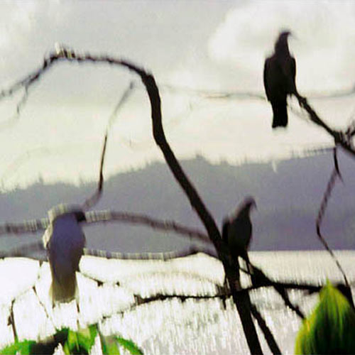 Memory Master Birds Sulawesi Indonesia Jacquie Maria Wessels