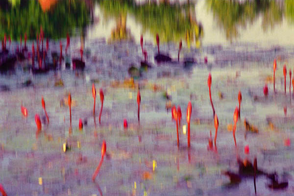 Memory master waterlilly Sukhothai Thailand 1989 Jacquie Maria Wessels